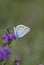 Silver-studded blue butterfly, plebejus argus