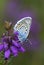 Silver-studded blue butterfly, plebejus argus