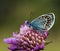 Silver Studded Blue Butterfly on purple flower