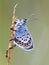 Silver Studded Blue Butterfly in symbiosis with red ant