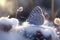 Silver-studded blue (Plebejus) butterfly sitting on the snow