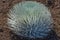 Silver sword close up haleakala crater maui hawaii