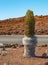 Silver sword at the parking area of the haleakala crater maui ha