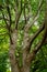 Silver Sycamore Tree Trunk into a Green Canopy