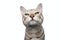 silver tabby bengal cat funny face portrait on white background