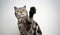 silver tabby british shorthair cat playing raising paw