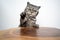 silver tabby british shorthair cat playing raising paw rearing up on table