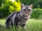 Silver tabby cat licking with tongue