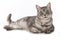 Silver tabby cat lying on a white background