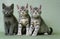 Silver Tabby Domestic Cat, Kitten sitting