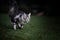 Silver tabby maine coon cat hunting running on grass