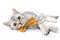 Silver tabby Scottish cat with golden bow tie