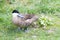 Silver teal, Anas versicolor, versicolor teal, duck with blue beak