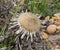 Silver thistle, Carlina acaulis