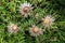 Silver thistle flowers with bumblebee in sunlight