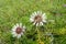 silver thistle in nature