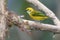 Silver-throated Tanager  842411