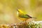 Silver-throated tanager Tangara icterocephala sitting on a branch