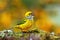 Silver-throated tanager Tangara icterocephala sitting on a branch