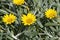 Silver trailing gazania with bright yellow flowers