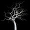Silver tree bald branches isolated