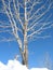 Silver tree in snowy sunny winter