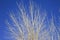 Silver Trees silhouetted by blue sky