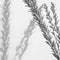 Silver twigs with small leaves and shadows on white wall