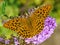 Silver Washed Fritillary