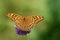 Silver-washed fritillary