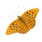 Silver Washed Fritillary