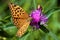 Silver-washed fritillary