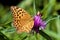 Silver-washed fritillary