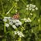 The silver-washed fritillary Argynnis paphia butterfly.