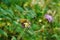 Silver-washed fritillary butterflies on scabiosa blossom