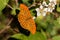 Silver washed fritillary butterfly Argynnis paphia