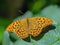 Silver-washed Fritillary Butterfly - Argynnis paphia resting on a leaf