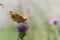 Silver-washed fritillary butterfly on a Spear Thistle macro