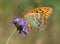 Silver-washed Fritillary with closed wings