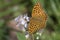 Silver-washed Fritillary female foraging on Blackberry