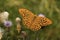 Silver-washed Fritillary - latin name Argynnis Paphia, male. Orange Butterfly.