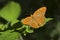 Silver-washed Fritillary male butterfly foraging