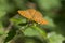 Silver-washed Fritillary male butterfly foraging