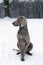 Silver weimaraner purebred male dog