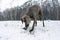 Silver weimaraner purebred male dog weimaraner dog laying down,