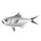 Silver wild fish gradient color bright illustration