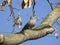 Silver-winged turtledove bird