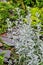 Silver wormwood or sagebrush Artemisia ludoviciana Â«Silver QueenÂ» in garden