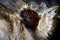 Silver Y (Autographa gamma)