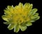 Silver-yellow chrysanthemum flower. black isolated background with clipping path. Closeup.